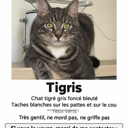 Photo 1/1 tigris Chat perdu à Marquette Lez Lille