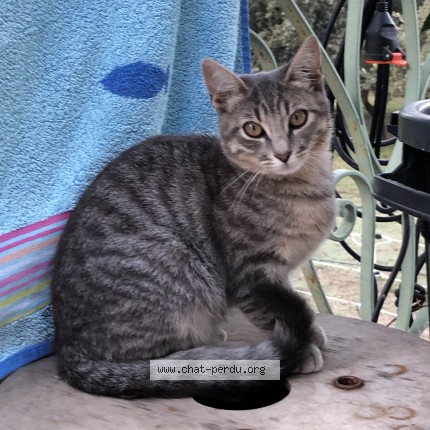 Photo de chat perdu à Cheval Blanc
