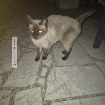 Photo de chat trouvé à Alfortville