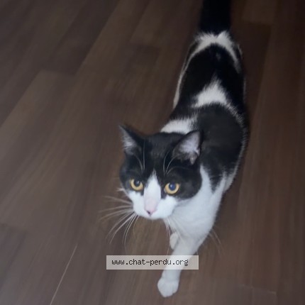 Photo de chat trouvé à Le Bourget