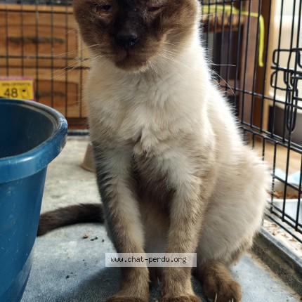 Photo 1/1 Chat trouvé Trouvé à Jonquieres Saint Vincent
