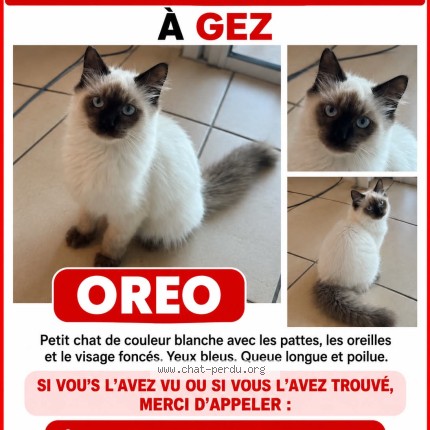 Photo 1/1 oreo Chat perdu à Gez