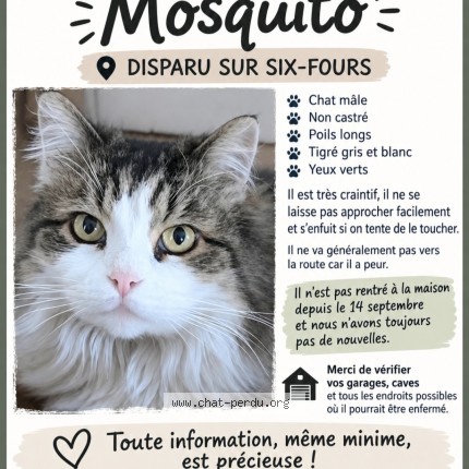 Photo 1/1 mosquito Chat perdu à Six Fours Les Plages