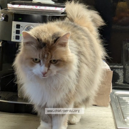 Photo de chat retrouvé à Yerville