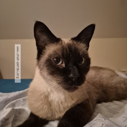 Photo de chat perdu à Berze La Ville
