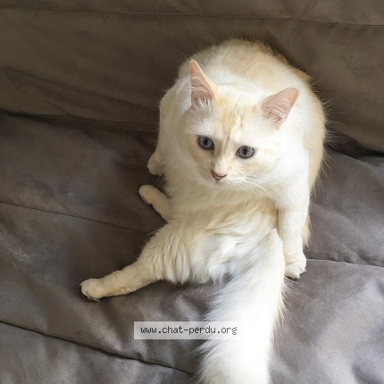 Photo de chat perdu à Les Achards
