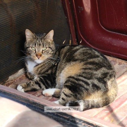 Photo de chat perdu à Brignoles