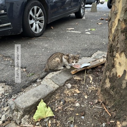 Photo 1/1 Chat trouvé Trouvé à Sarcelles