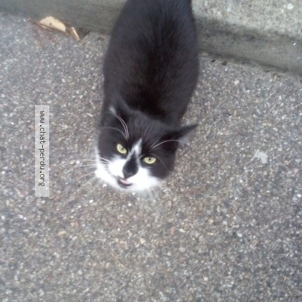 Photo de chat trouvé à Villefontaine