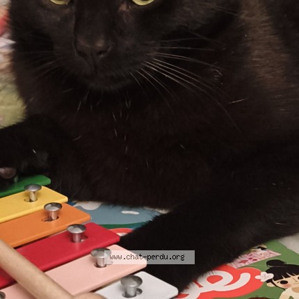 Photo de chat perdu à Rennes