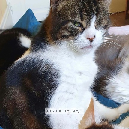 Photo de chat perdu à Clamecy