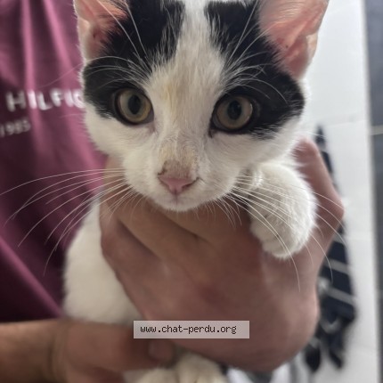 Photo de chat trouvé à Rive De Gier