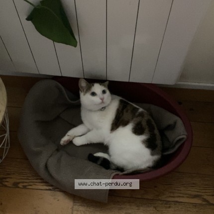 Photo de chat perdu à Limoges