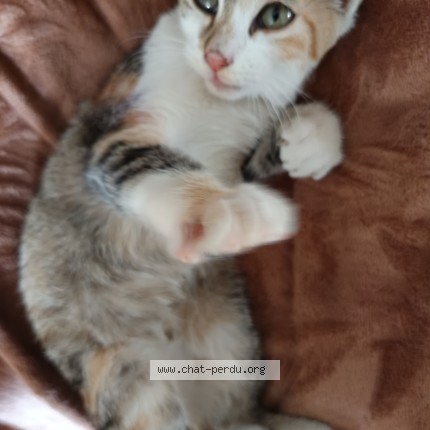 Photo de chat trouvé à Montbeton