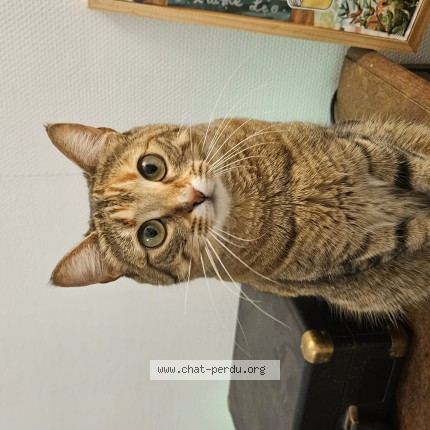 Photo 1/1 Minette Chat perdu à Toulouse