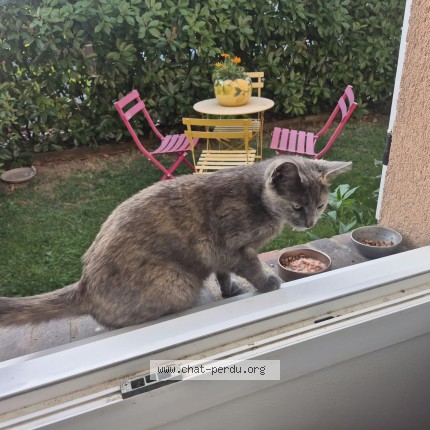 Photo 1/1 Chatte minette Chat perdu à Luisant