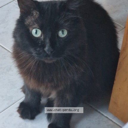 Photo 1/1 Chacha Chat perdu à La Ciotat