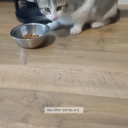 Photo de chat trouvé à Lyon
