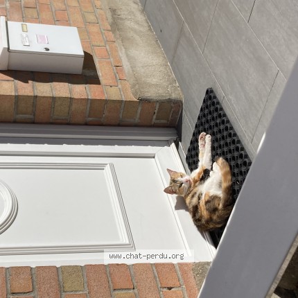 Photo de chat trouvé à Roubaix