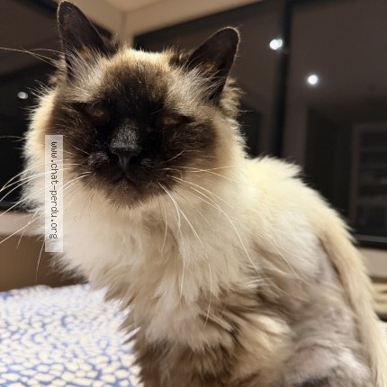 Photo 1/1 Chat retrouvé Perdu à Poitiers