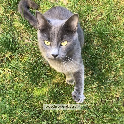 Photo de chat trouvé à Asnieres Sur Seine