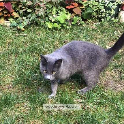 Photo 2/4 Chat trouvé Trouvé à Asnieres Sur Seine