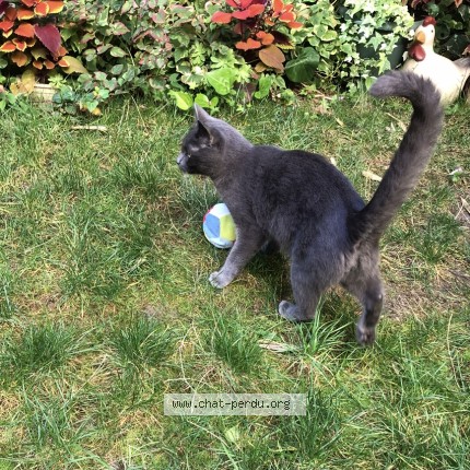 Photo 3/4 Chat trouvé Trouvé à Asnieres Sur Seine