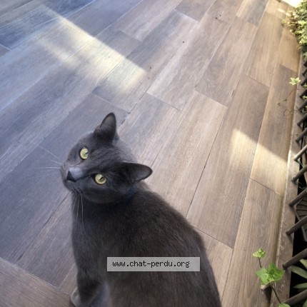 Photo 4/4 Chat trouvé Trouvé à Asnieres Sur Seine