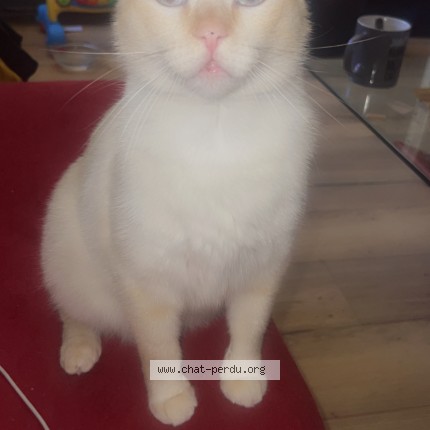 Photo 1/1 twix Chat perdu à Fragnes La Loyere