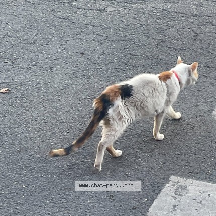 Photo 1/1 Chat trouvé Trouvé à Ivry Sur Seine