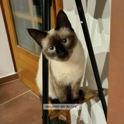 Photo de chat perdu à Ambert