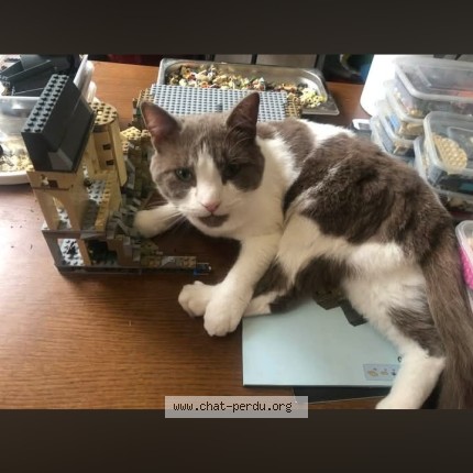 Photo 1/1 Roméo Chat perdu à Berck Sur Mer
