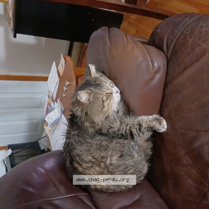 Photo de chat perdu à Montreal