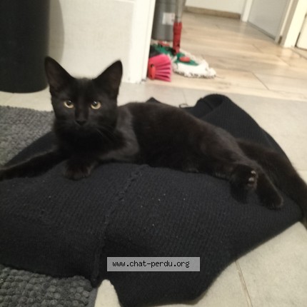 Photo 1/1 Chat trouvé Trouvé à Cebazat
