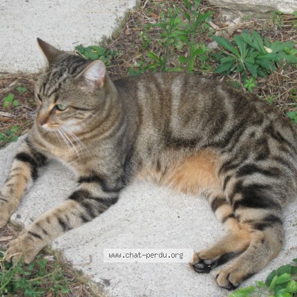Photo 1/1 Chat trouvé Trouvé à Leyrieu