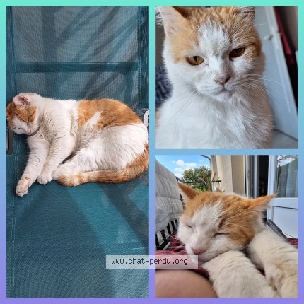 Photo de chat perdu à St Prix