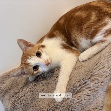 Photo de chat perdu à Annecy