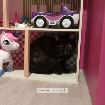 Photo 1/1 princesse Chat perdu à Saint Amans Des Cots