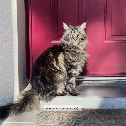 Photo de chat perdu à Champeaux