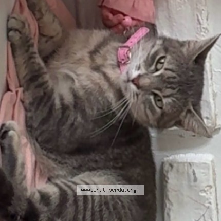 Photo de chat perdu à Neuville Sur Escaut
