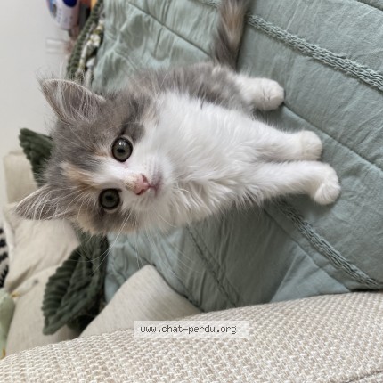 Photo de chat perdu à Nantes