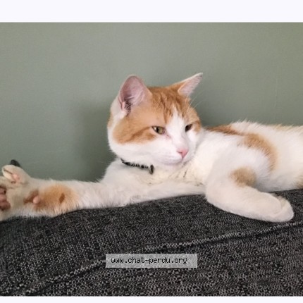 Photo de chat perdu à Terrebonne