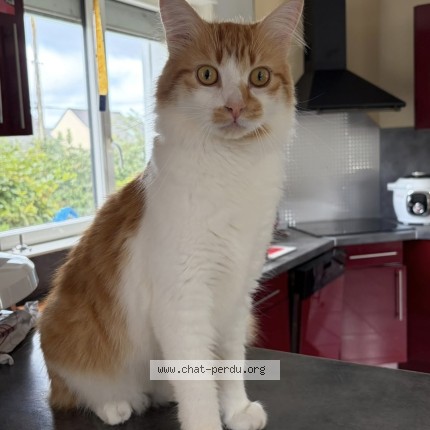 Photo de chat perdu à Bosroumois