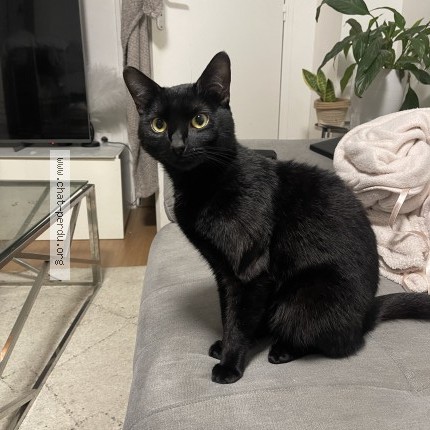 Photo de chat perdu à Guyancourt
