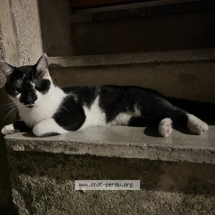Photo de chat trouvé à Gignac