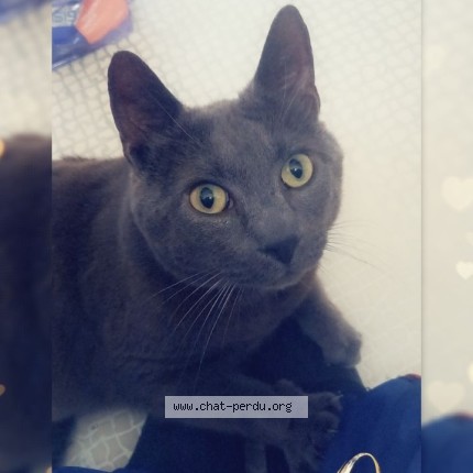 Photo 1/1 Chat retrouvé Perdu à Flers