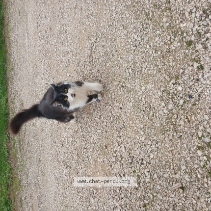 Photo de chat trouvé à La Balme Les Grottes