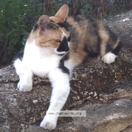 Photo 1/1 Maïa Chat perdu à Ahuy