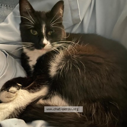 Photo de chat retrouvé à Sartrouville