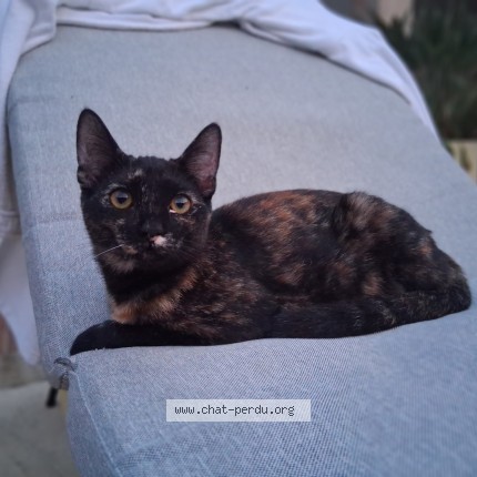 Photo de chat perdu à Toulon
